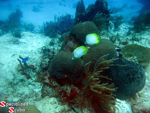 Spotfin Butterflyfish