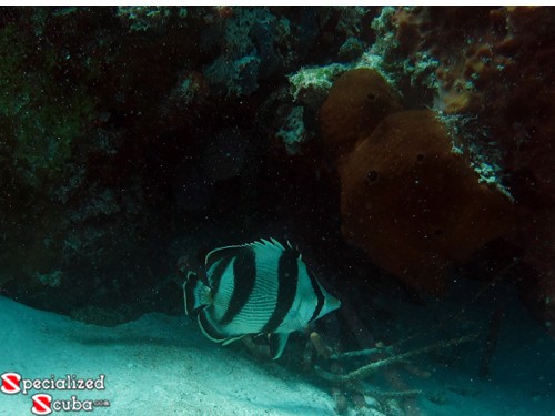 Banded Butterflyfish