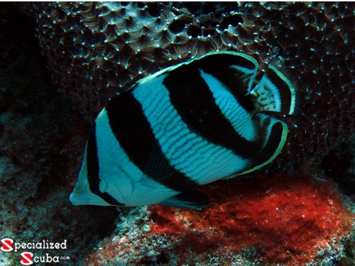 Banded Butterflyfish close up