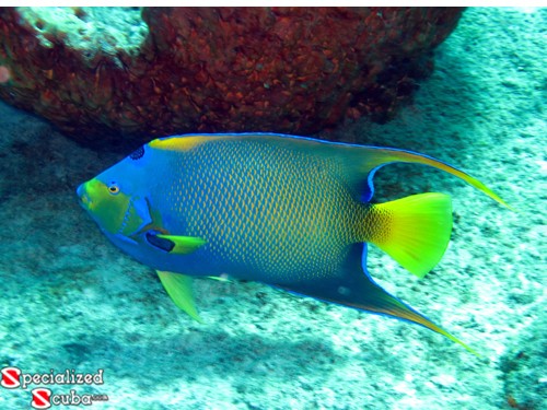 Queen Angelfish