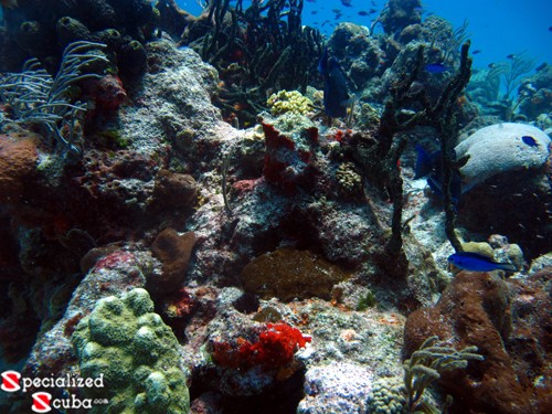 Blue Chromis