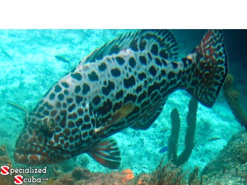 Yellowfin Grouper variation