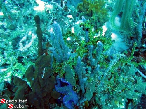Blue Sponges, Sea Rods and Corals
