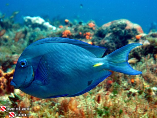 Blue Tang