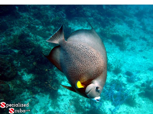 Grey Angelfish