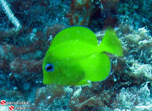 Blue Tang juvenile