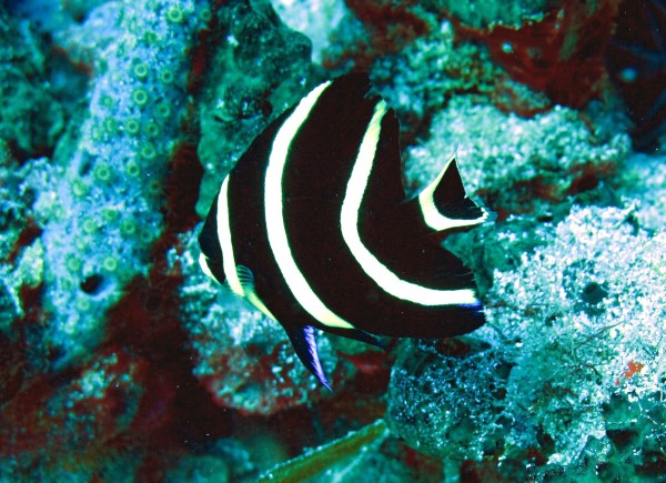 Gray Angelfish Juvenile