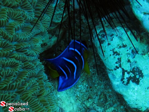 Queen Angelfish juvenile