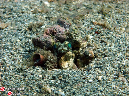Banded Jawfish in hole