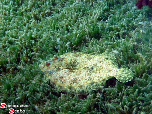 Peacock Flounder in grass