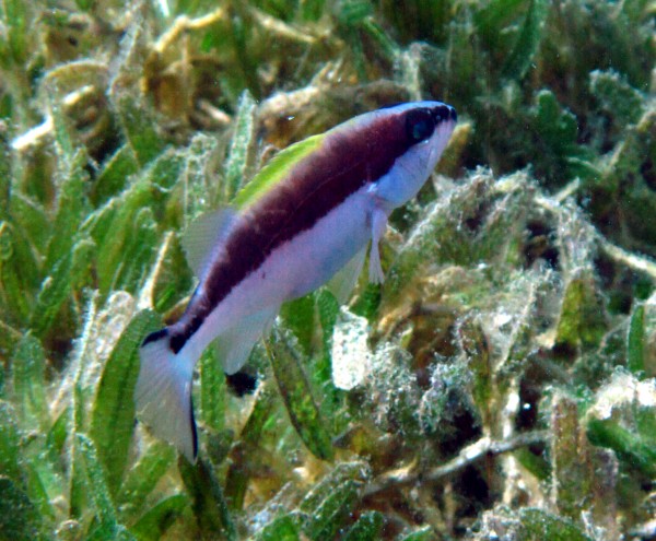 Yellow Mouthed Grouper Juvenile