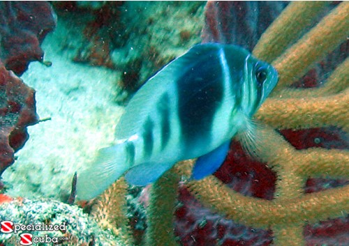 Barred Hamlet