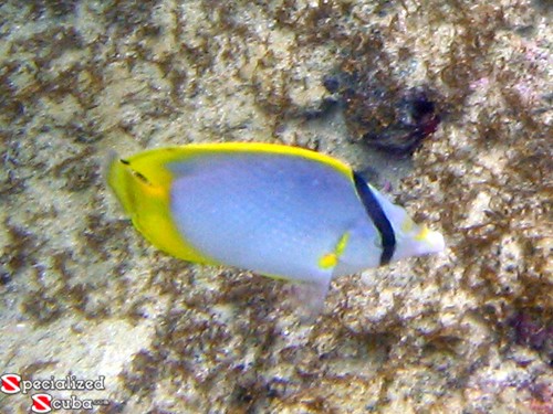 Spotfin Butterflyfish