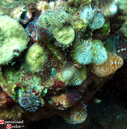 Multi-colored Christmas Tree Worms