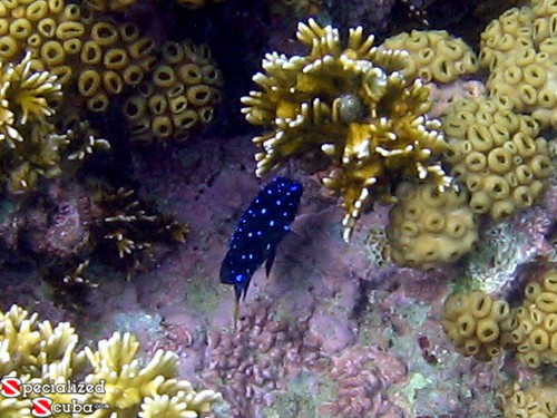 Yellowtail Damselfish juvenile