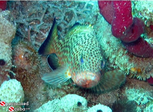 Yellowfin Grouper