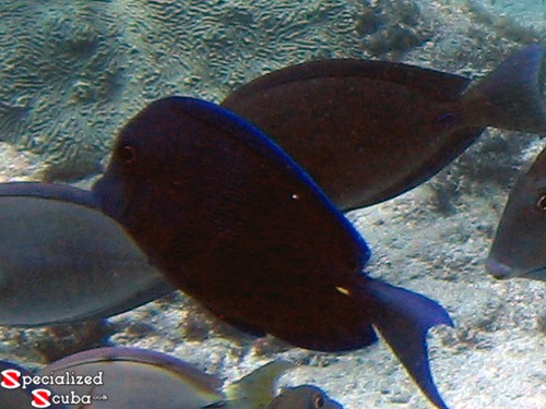 Blue Tang