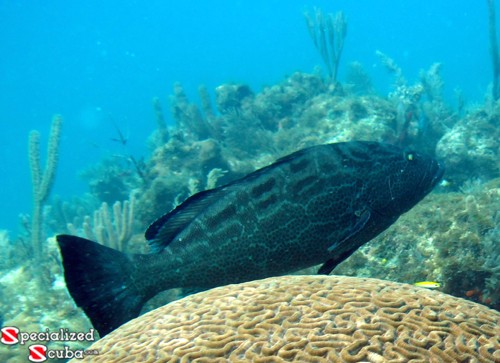 Black Grouper