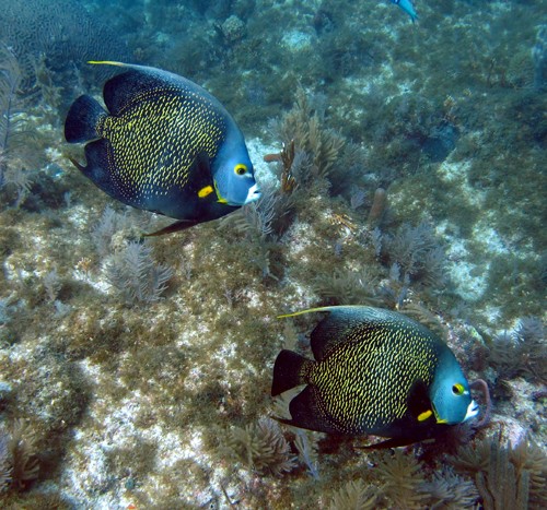 French Angelfish