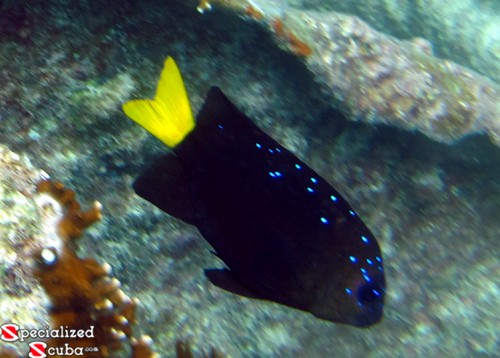 Yellowtail Damselfish Intermediate