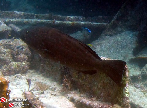 Black Grouper