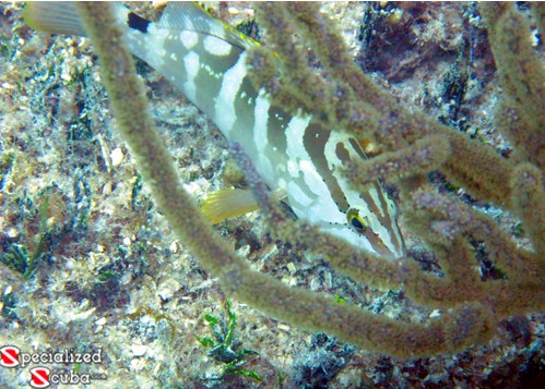 Nassau Grouper