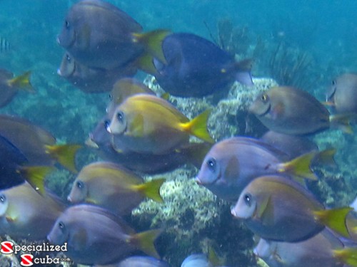 Blue Tang Intermediate