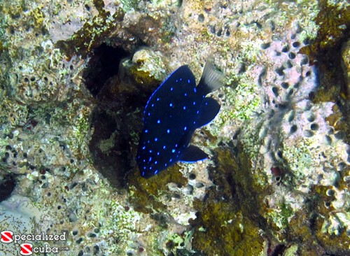 Yellowtail Damselfish Juvenile