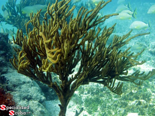 Large Tree Sized Sea Rod