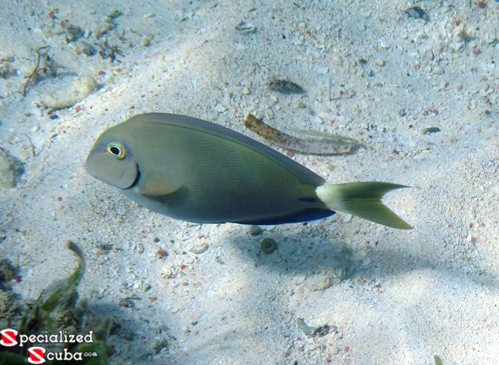 Ocean Surgeonfish