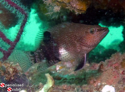 Belted Sandfish