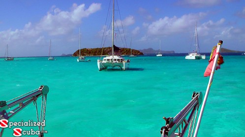 Cat in Tobago Cays