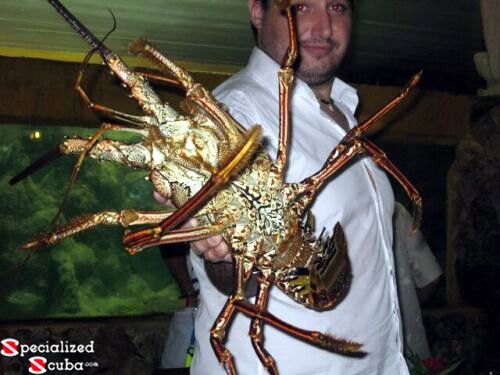 Lobster for dinner mid-week