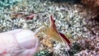 Scarlet-striped Cleaning Shrimp