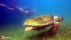 Belize, Snorkeling, Turtle
