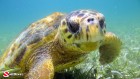 Belize, Turtle