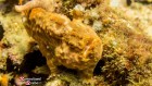 Longlure Frogfish on Stratmann Tug in Bequia