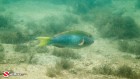 Yellowtail Parrotfish Terminal Phase