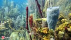 Belize, Reef Image, Azure Vase Sponge