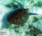 Snorkeling with a Turtle