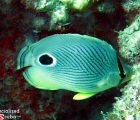 Foureye Butterflyfish