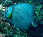 Grey Angelfish