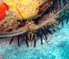 Caribbean Spiny Lobsters