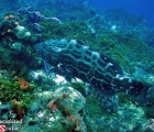 Black Grouper