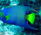 Queen Angelfish