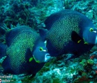 French Angelfish pair