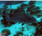 Black Grouper