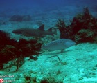 Yellowfin Grouper and Nurse Shark