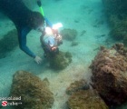 snorkeling to video octopus
