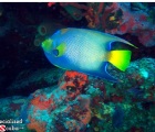 Queen Angelfish